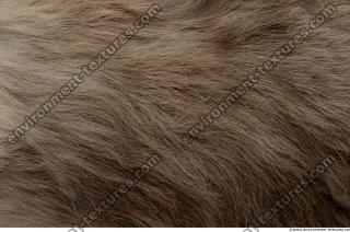 Photo Textures of Fur Deer